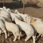 يهم تربية حري نظيف(تم البيع)