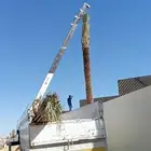 يوجد لدينا نخيل مثمر ووشنطني