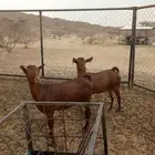 عنزين للبيع