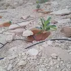 تأسيس شبكات ريء