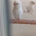 جوز روز اللبينو تم البيييع