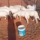 طليان 4-5 شهور نظيفة