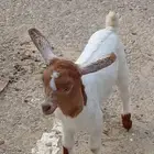 تيس مشروع فحل العمر شهر تقريبا