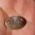 حجر سليماني هندي أخضر عينين مميزة حجم راهي