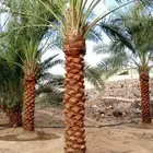 نخيل للبيع معا التوصيل والغرس وقسم خاص لتركيب الشبوك المزارع