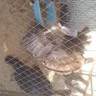 طيور