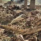 نخيل وشنطني وعربي