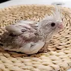 فروخ كروانات هولندي تم البيع