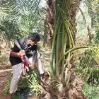 نخل_مثمر_طيب_بجميع _النواع_وجميع_المقاسات