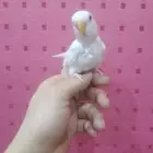 فروخ روز ألبينو أليفة تو بدأت تاكل لحالها