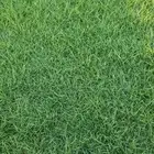ثيل طبيعي وسماد بقري