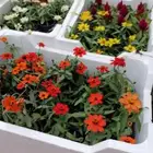 الامجاد لجميع انواع الأشجار