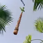 نخل عربي ووشنطوني واشجار سرو ايطالي