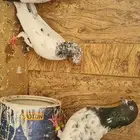 حمام مشكل تم البيع تم البيع
