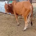 عجل حسيل للبيع