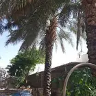 نخل طويل للبيع