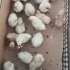 صوص دجاج حباحب