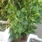 تنسيق حدايق