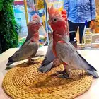 فروخ كوكاتو قالا ب (((2850 ريال ))) تم البيع