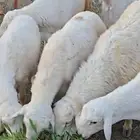 خرفان كفو نظاف واكلها شعير برسيم