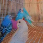 مجموعه طبات بادجي