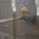 كناري سوري للبيع