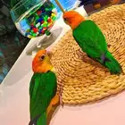 فروخ كايك وايت بلي (((3800 ريال ))) تم البيع