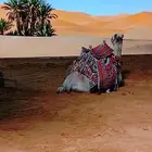 ايجار جمال وخيول