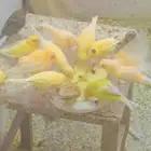 كناري