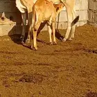 بقر للمقني بلدي