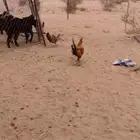 دجاج بلدي كفو والحد 60