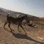 حصان للبيع   