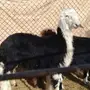 جذع نجدي طيب 