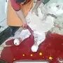 حاشي لباني عدد2 نحراليوم 