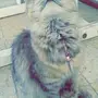 شيرازي امريكي تايقر 