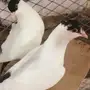 طبه هلمت ملكي اقرع