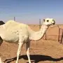 للبيع لقحة وضحا نصوف 