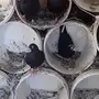 حمام هاي فلير للبيع 4ازواج 