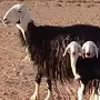 نجديه متاومه طيبه