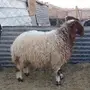 جذعات نعيم بريه فل شحم 
