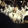للبيع ماعز وضان ولد
