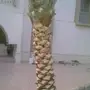 تنظيف وتكريب وحقن وتلقيح النخيل 
