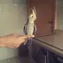 للبيع طائر كروان اليف