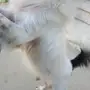 كلب نوع شيواوة