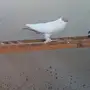 مجموعه حمام للبيع 