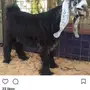 تيس عارضي خصم معرف