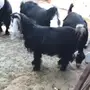 عوارض صنف للبيع