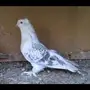 للبيع حمام تركي 