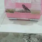 ياسمين طايفي