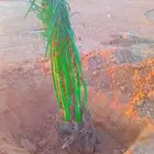 مزراع الغاط